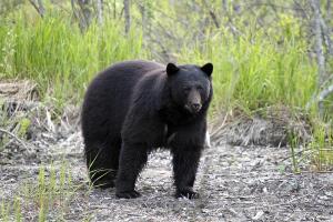 Wild life encounter at One mile lake